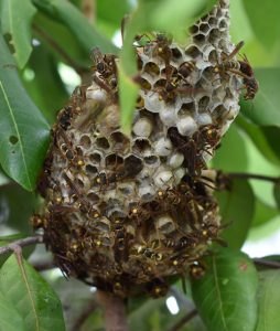 アシナガバチは引っ越し先に大きな巣を作っています