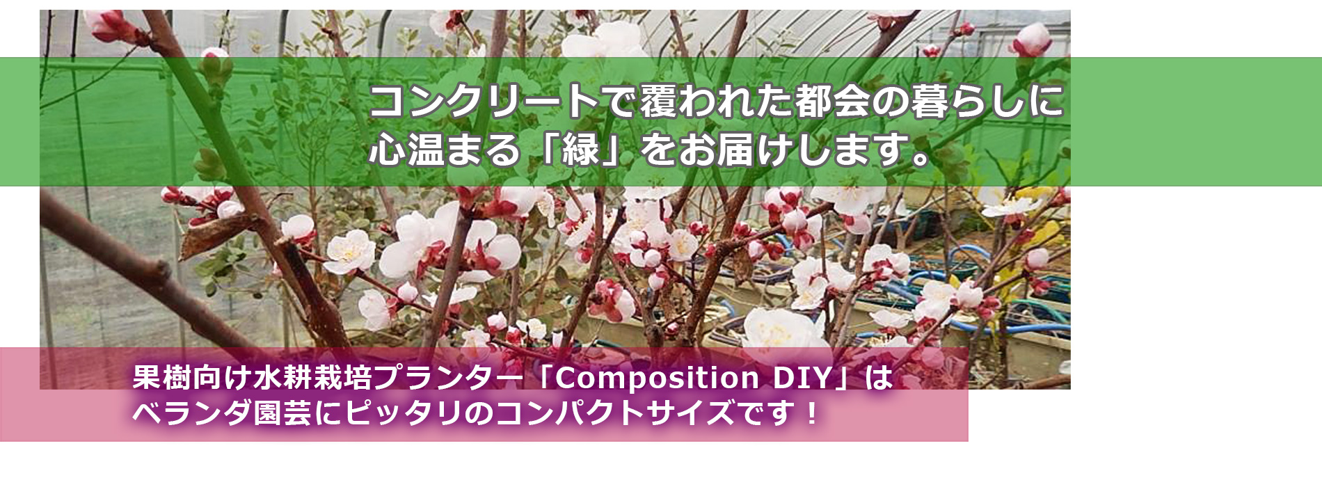 果樹向け水耕栽培プランター「Composition DIY」は ベランダ園芸にピッタリのコンパクトサイズです！