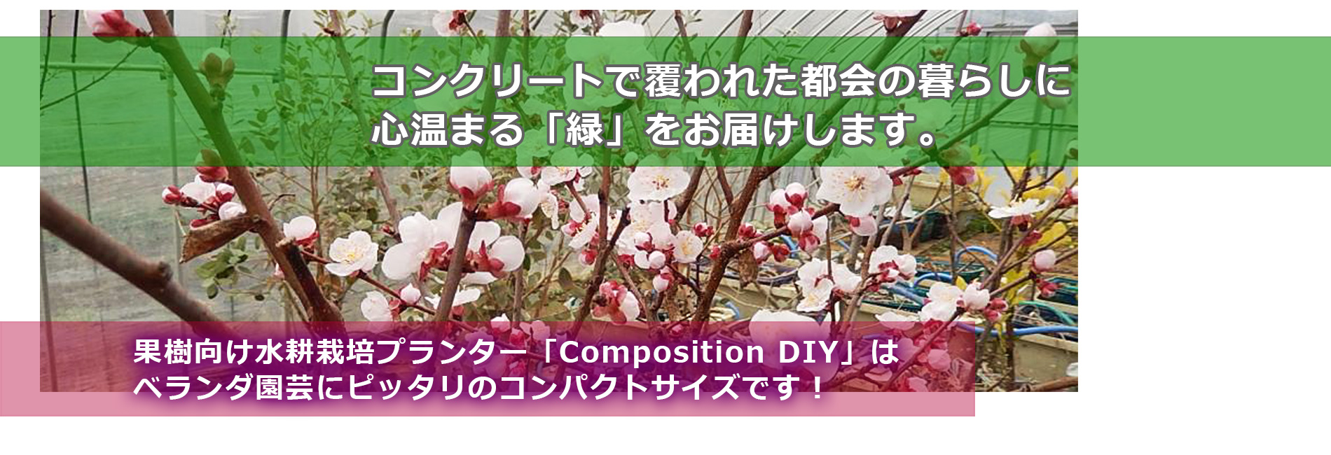 果樹向け水耕栽培プランター「Composition DIY」は ベランダ園芸にピッタリのコンパクトサイズです！