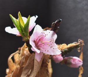 ドワーフ桃の花