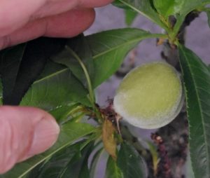 ドワーフ桃の幼果