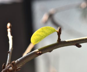 グミにも春の兆しが！