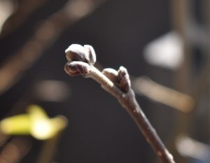 ヘーゼルナッツの雌花？