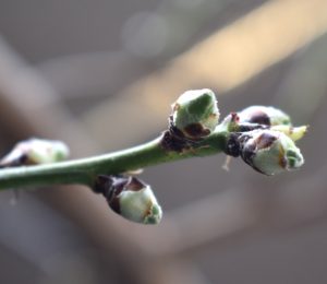 アーモンドの芽