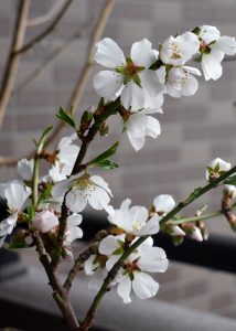 満開のアーモンド（アップ）