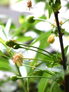 花の残骸が落ちて丸坊主になったサワーチェリーの幼果
