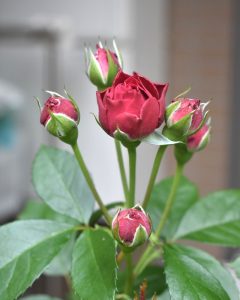 小さな花が沢山咲くポムも　　　　　　　　おススメ！