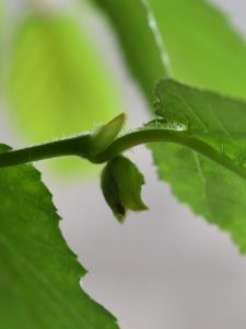 受粉出来ずに終わりそうな雌花？
