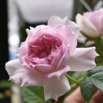 イチ推しは個性的な花形が魅力の　　　　　　　　　　　　　　　　　　　　アジュール！