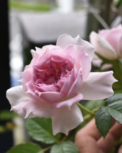 イチ推しは個性的な花形が魅力の　　　　　　　　　　　　　　　　　　　　アジュール！