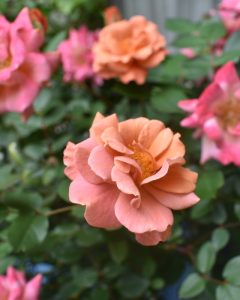 咲いてるうちに花色が変わる　　　　　　　ローズテディベア！