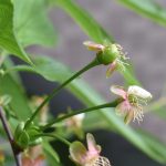 まだ花の残骸が残るサワーチェリーの幼果
