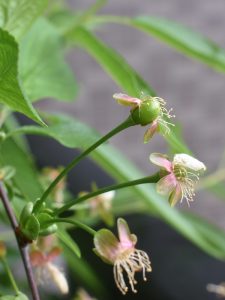 まだ花の残骸が残るサワーチェリーの幼果