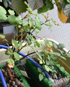 新顔2株はどちらもコンパクトに育つ品種！