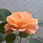レディ･エマ･ハミルトンは　　　　　　　　　　　　　　　　オレンジの花