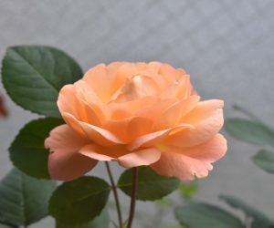 レディ･エマ･ハミルトンは　　　　　　　　　　　　　　　　オレンジの花