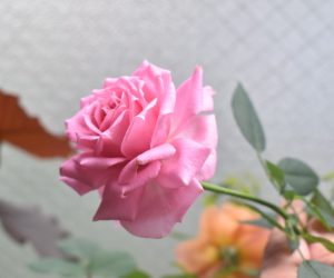 オーバーナイトセンセーションは　　　　　　　　　花姿もゴージャス！