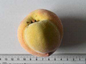 ちょっと小ぶりでいびつな実でした