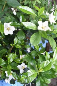 花盛りのクチナシ