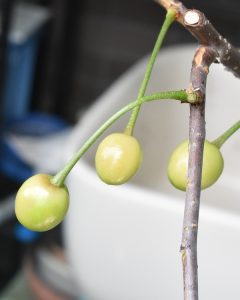 色づき始めたサワーチェリー