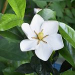 クチナシは白くスッキリとした花