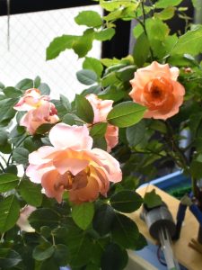 レディ･エマ･ハミルトンはスッキリした花！