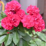 真っ赤なポムの花