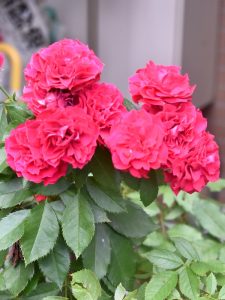 真っ赤なポムの花