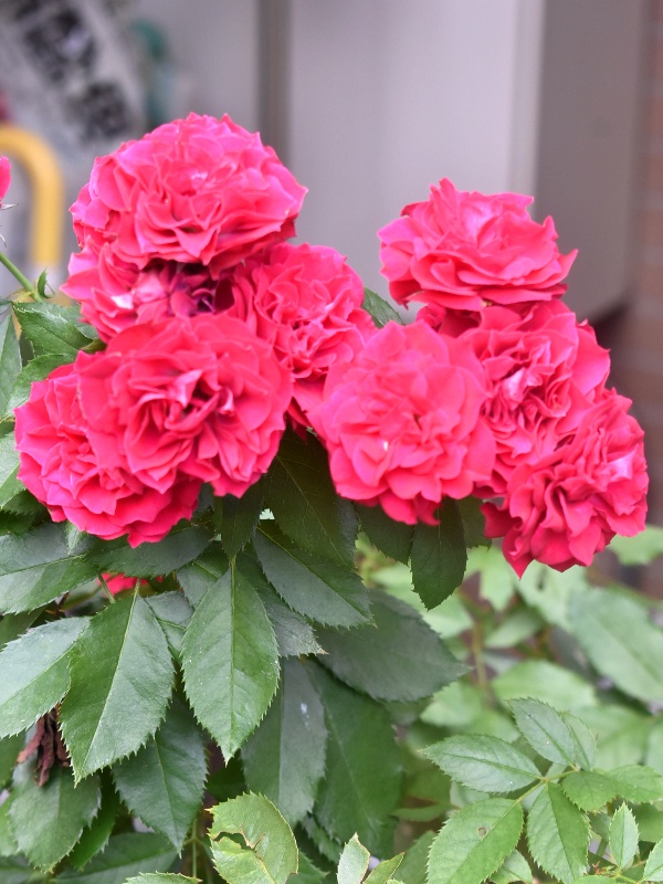 真っ赤なポムの花