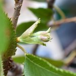花芽に見えます！