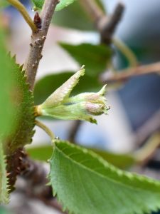 花芽に見えます！