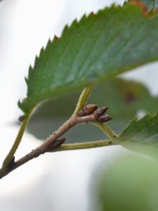 固い新芽もあります！