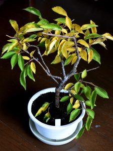 鉢植えの十月桜苗