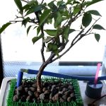 水耕に移植した十月桜苗