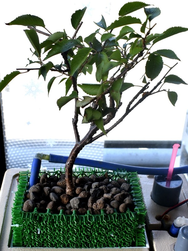 水耕に移植した十月桜苗