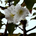 風情を感じませんか？