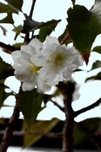 風情を感じませんか？