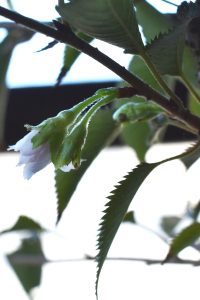 蕾になったと思えば‥‥