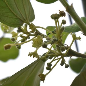 インドナツメが花盛り