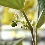 インドナツメの幼果はまだ小豆サイズ