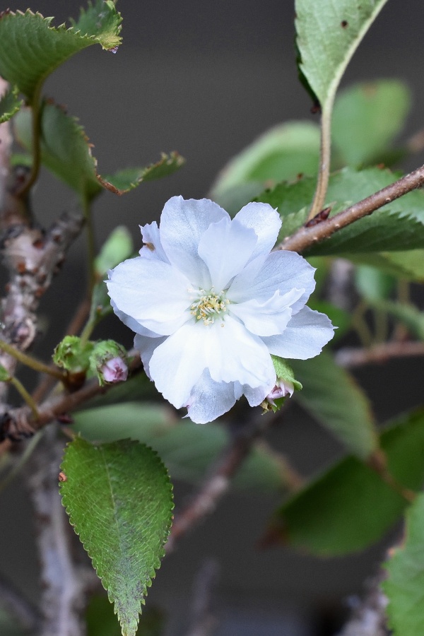 翌日には開花しました