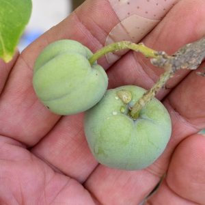 ホワイトサポテの実は小さいまま！