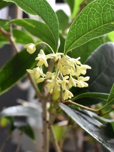 モクセイの花