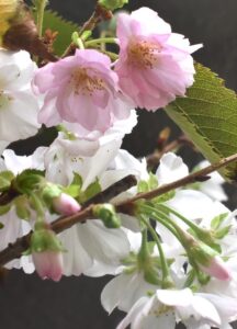 はっきりピンクの花はごく少数