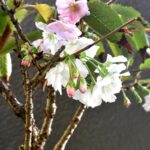 咲き続ける十月桜