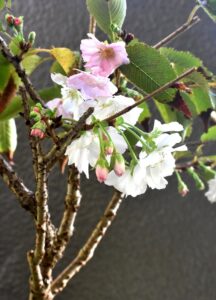 咲き続ける十月桜