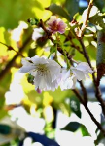 殆どはごく淡いピンクの花