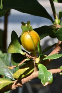 初めて成ったクチナシの実