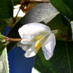 真っ白なフレグランティシマの花