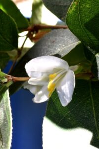 真っ白なフレグランティシマの花